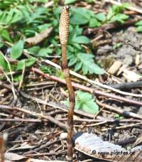 Photo de Pr�le des champs - Equisetum arvense