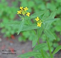 Photo de V�lar fausse-girofl�e - Erysimum cheiranthoides