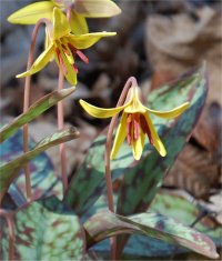 Photo d'�rythrone d'Am�rique - Erythronium americanum