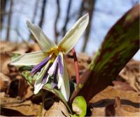 Photo d'�rythrone dent-de-chien - Erythronium dens-canis