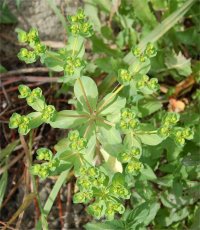 Phot d'une Euphorbe r�veil-matin - Euphorbia helioscopia