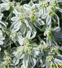 Euphorbia marginata - Photo d'Euphorbe panach�e