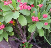 Euphorbia milii - Photo d'une Euphorbe