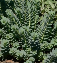 Photo d'euphorbe de corse - Euphorbia myrsinites