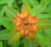 Photo d'une euphorbe polychrome - Euphorbia polychroma