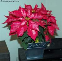 Photo de poinsettias - Euphorbia pulcherrima