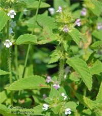 Photo de Gal�opside � tige carr�e - Galeopsis tetrahit