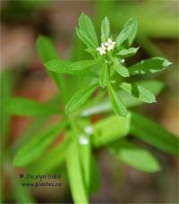 Photo de gaillet gratteron - Galium aparine