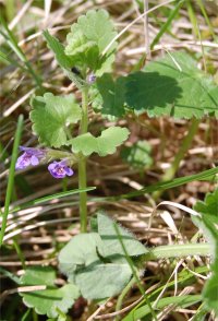 Photo de lierre terrestre - Glechoma hederacea