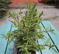 Ambrosia - Photo d'Herbe � pou