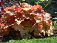 Photo d'une Heuch�re caramel - Heuchera villosa 'caramel'