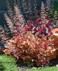 Heuchera x mermelade - Photo d'une Heuch�re 'Marmelade'