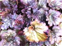Heuchera hybrida - Photo d'une Heuch�re