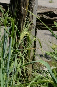 Photo d'orge - Hordeum vulgare