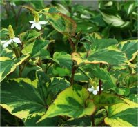 Houttuynia cordata chameleon - Photo d'une Plante cam�l�on