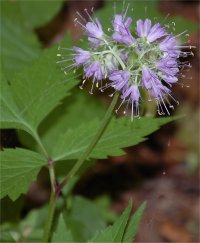 Photo de fleurs d'hydrophylle de Virginie - Hydrophyllum virginianum