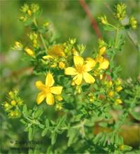 Photo de Millepertuis perfor� - Hypericum perforatum