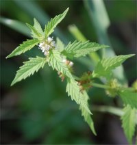 Photo de lycope uniflore - Lycopus uniflorus