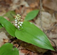 Photo de fleur de Maianth�me du Canada - Maianthemum canadense