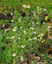 Photo de camomille sauvage - Matricaria recutita