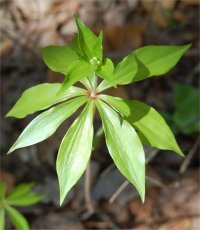 Photo de fleurs de m�d�ole de Virginie - Medeola virginiana