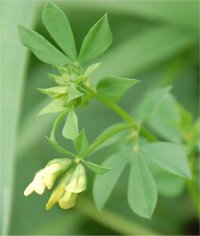 Photo de luzerne lupuline - Medicago lupulina