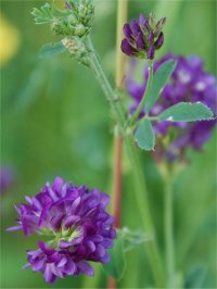 Photo de luzerne cultiv�e, Alfalfa - Medicago sativa