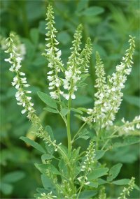 Photo de fleurs de m�lilot blanc - Melilotus alba
