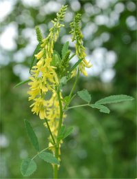 Photo de fleurs de m�lilot officinal - Melilotus officinalis