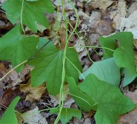 Photo de m�nisperme du Canada - Menispermum canadense