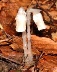Photo de Monotrope uniflore - Monotropa uniflora