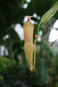 Photo de Nepenthes gracillima - Plante carnivore