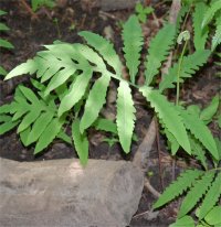 Photo d'onocl�e sensible - Onoclea sensibilis