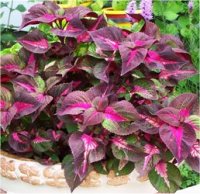 Perilla x magilla - Photo de p�rilla