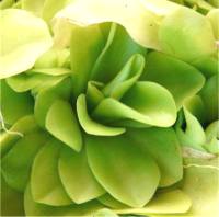 Photo de Grassette - Pinguicula