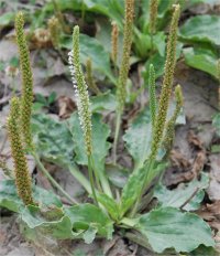 Photo de plantain majeur - Plantago major