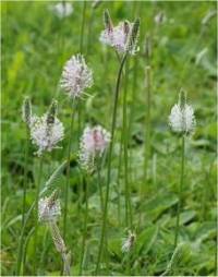Photo de plantain interm�diaire - Plantago media