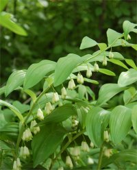 Photo de Sceau-de-Salomon en fleur - Polygonatum odoratum