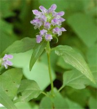 Photo de prunelle vulgaire - Prunella vulgaris