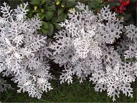 Senecio maritima - Photo de Cin�raire maritime