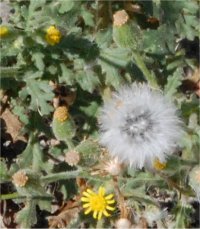 Photo de s�ne�on viscosus - Senecio viscosus