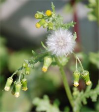 Photo de s�ne�on commun - Senecio vulgaris