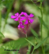 Photo de sil�ne � bouquets - Silene armeria