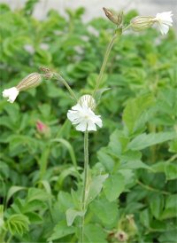Photo de compagnon blanc - Silene latifolia