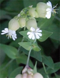 Photo de sil�ne enfl� - Silene vulgaris