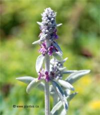 Photo des fleurs d'�piaire laineuse - Stachys byzantina
