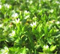 Photo de Mouron des oiseaux - Stellaria media