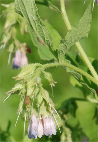 Photo de fleurs de grande consoude - Symphytum officinale
