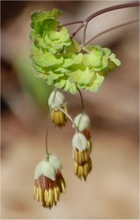 Photo de fleurs de Pigamon dio�que - Thalictrum dioicum