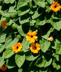 Photo de thunbergie ail�e - Thunbergia alata